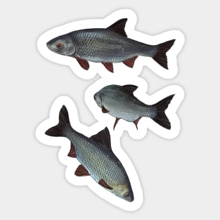 Roach Sticker